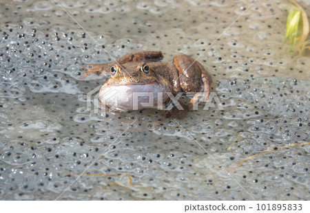frog sitting in the water against the background of caviar. 101895833