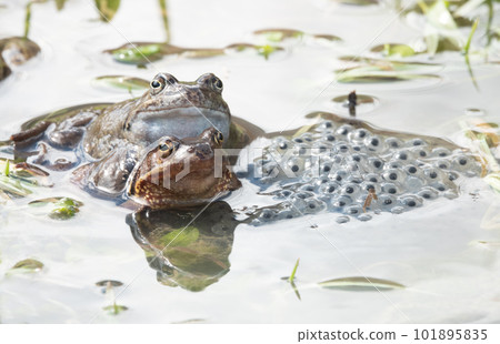 frog sitting in the water against the background of caviar. frog sitting in the water against the background of caviar. 101895835