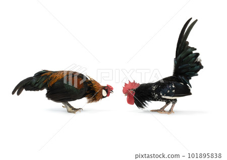two roosters met and find out which of them is in charge in the chicken coop 101895838