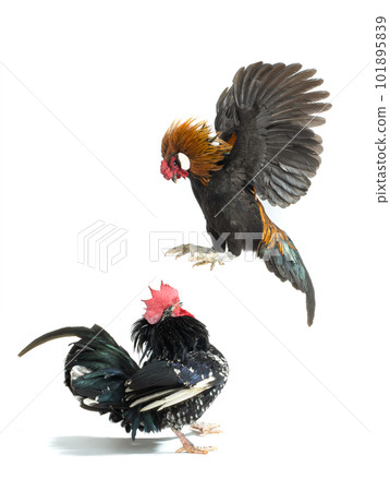 cock jump on his rival isolated on white background 101895839