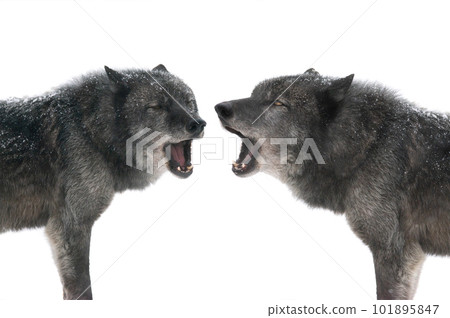 two canadian wolf howl isolated on white background two canadian wolf howl isolated on white background 101895847