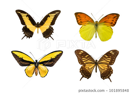 butterflies with yellow wings isolated on white background 101895848