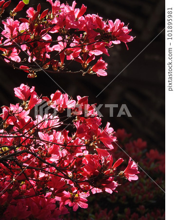 Shadow is tomorrow's light Shadow is tomorrow's light 101895981