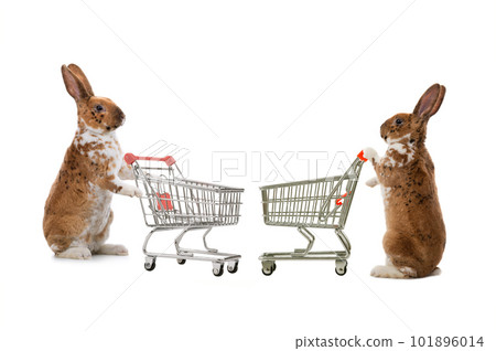 two rabbit stands with supermarket basket isolated 101896014