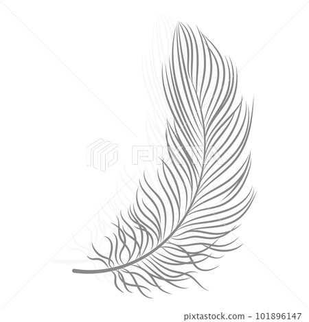 Drawn gray bird feather on a white background. Line art, vector Drawn gray bird feather on a white background. Line art, vector 101896147