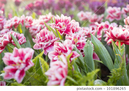 The Beautiful tulip in the garden with sunlight, north Thailand. 101896265