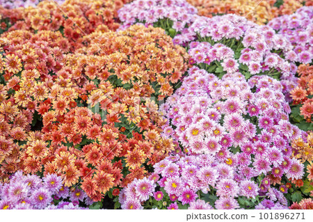 Close-up Orange and pink color Chrysanthemum daisy flower backgrounds. 101896271