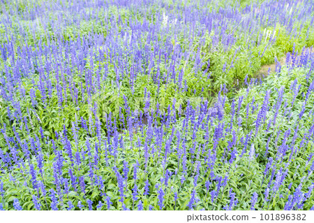 The closeup of blue sage flowers in bloom growing in herbal garden 101896382