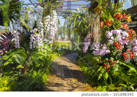 The walkway in Colorful Orchids in the Garden 101896395