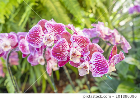 The Pink phalaenopsis orchid flower in garden. 101896396