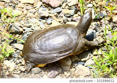 Japanese tiffon 101896612