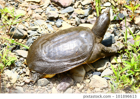 Japanese tiffon 101896613