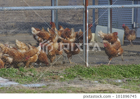 Chickens kept outside Keeping chickens for eggs outside 101896745
