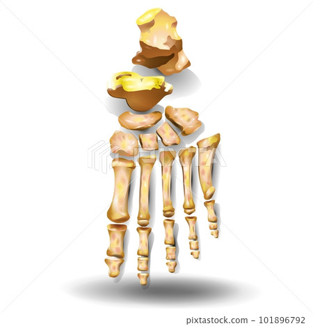 Anatomy of the Foot - Toe Skeleton on white background Anatomy of the Foot - Toe Skeleton on white background 101896792
