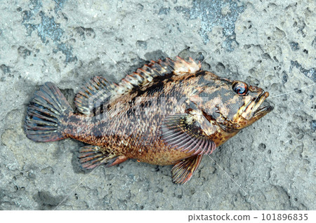 Freshly caught healthy soi spreads its fins beautifully Freshly caught healthy soi spreads its fins beautifully 101896835