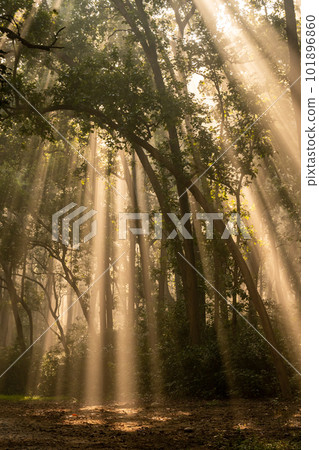 Natural Tyndall effect or phenomenon by sunlight or light rays scattering beam of light through sal trees in cold winter mornings at dhikala jim corbett national park forest uttarakhand india asia Natural Tyndall effect or phenomenon by sunlight or light rays scattering beam of light through sal trees in cold winter mornings at dhikala jim corbett national park forest uttarakhand india asia 101896860
