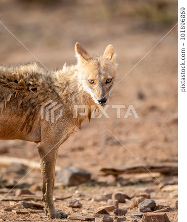 golden jackal or Canis aureus closeup or portrait with eye contact at ranthambore national park forest rajasthan india asia 101896869