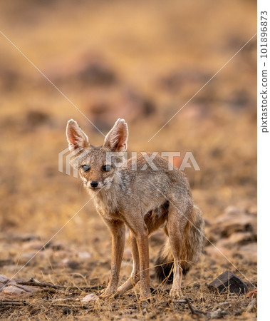 indian fox or Bengal fox or Vulpes bengalensis head on closeup or portrait with eye contact at ranthambore national park forest sawai madhopur rajasthan india asia 101896873