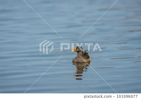 common moorhen or gallinula chloropus bird in wetland of keoladeo national park or bharatpur bird sanctuary rajasthan india asia common moorhen or gallinula chloropus bird in wetland of keoladeo national park or bharatpur bird sanctuary rajasthan india asia 101896877