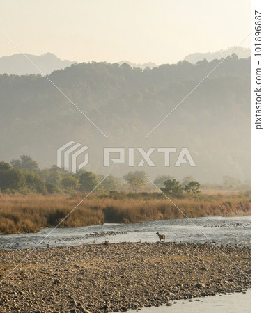 scenic view or landscape and a sambar deer or rusa unicolor near ramganga river in mist during winter season morning safari at dhikala jim corbett national park or tiger reserve uttarakhand india scenic view or landscape and a sambar deer or rusa unicolor near ramganga river in mist during winter season morning safari at dhikala jim corbett national park or tiger reserve uttarakhand india 101896887