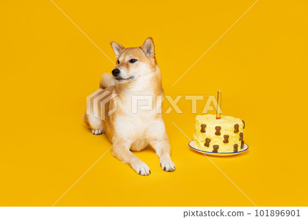 Shiba Inu dog on yellow background, Dog Birthday Shiba Inu dog on yellow background, Dog Birthday 101896901