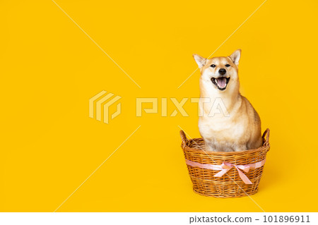 Shiba Inu cute dog on yellow background 101896911