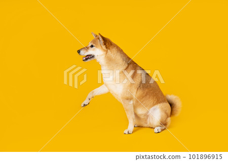 Shiba Inu cute dog on yellow background 101896915
