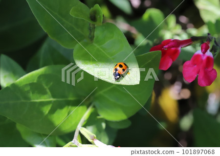 春天花園裡盛開的紅櫻桃鼠尾草花和棲息在附近葉子上的七斑瓢蟲 101897068