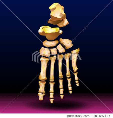 Anatomy of the Foot 101897123