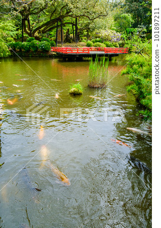 [奈良縣]奈良市萬葉植物園（拍攝於2023/04/18） 101897211