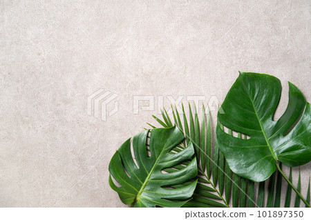 Tropic leaf background tropical foliage Tropic leaf background tropical foliage 101897350