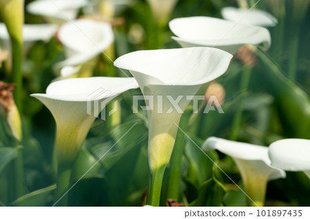 calla lily alocasia field nature white white calla lily カラーリリー calla lily alocasia field nature white white calla lily カラーリリー 101897435