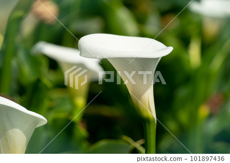 calla lily alocasia field nature white white calla lily カラーリリー calla lily alocasia field nature white white calla lily カラーリリー 101897436