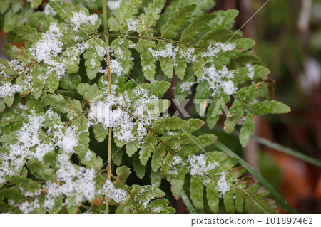 Mountain fern and first snow Mountain fern and first snow 101897462