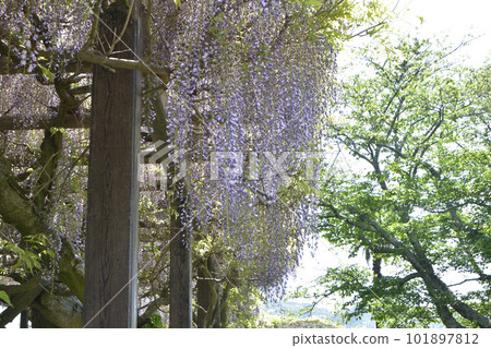 紫藤花 紫藤花 101897812