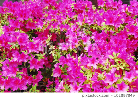Azalea in full bloom Azalea in full bloom 101897849