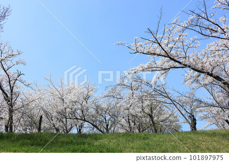 多度津町東陵公園的櫻花 多度津町東陵公園的櫻花 101897975