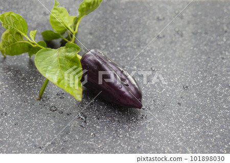 Sweet pepper of black color on a gray background Sweet pepper of black color on a gray background 101898030