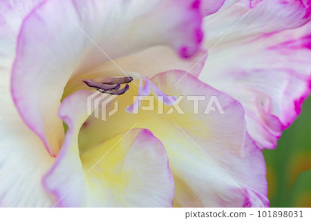 White gladiolus with pink edges close-up. A fragment of a beautiful flower. White gladiolus with pink edges close-up. A fragment of a beautiful flower. 101898031