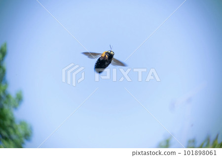 A bumblebee flying in the blue sky 101898061