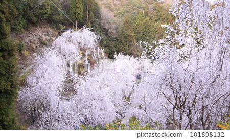 魔鬼的垂枝櫻花 魔鬼的垂枝櫻花 101898132