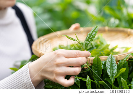 採茶手邊的茶 101898133