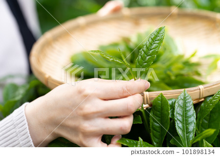 採茶手邊的茶 採茶手邊的茶 101898134