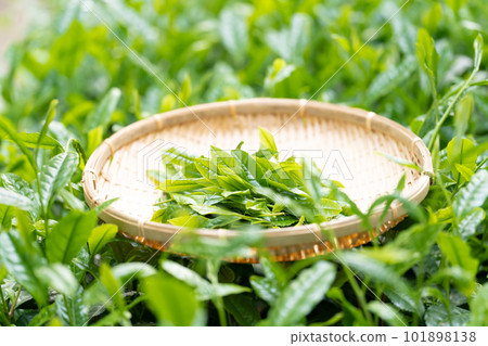 Tea picking Tea at hand 101898138