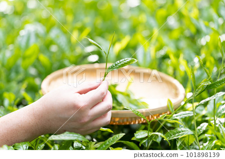 Tea picking Tea at hand Tea picking Tea at hand 101898139