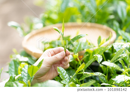 採茶手邊的茶 採茶手邊的茶 101898142