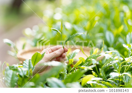 採茶手邊的茶 101898143