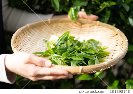 Tea picking Tea at hand 101898148