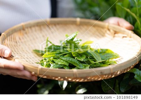 採茶手邊的茶 101898149