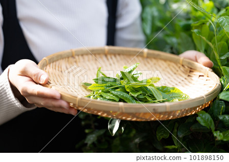 Tea picking Tea at hand 101898150